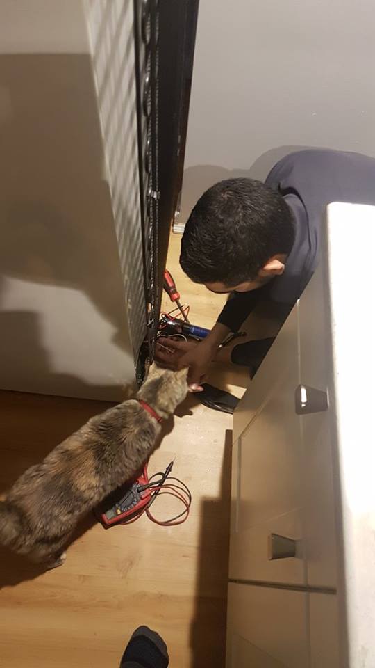 Refrigerator Repair technician makes friends with a cat